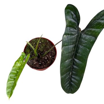 Philodendron 'Felix'