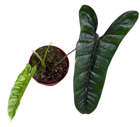 Philodendron 'Felix'