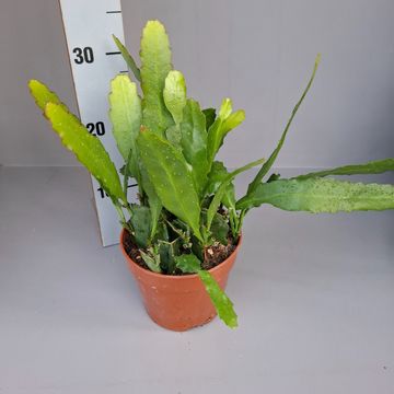 Epiphyllum 'Frühlingsgold'