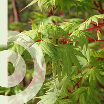 Acer palmatum 'Sangokaku'