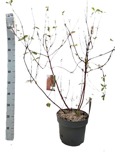 Cornus alba BATON ROUGE
