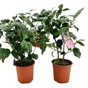 Camellia japonica