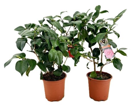 Camellia japonica