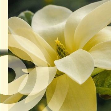 Magnolia denudata YELLOW RIVER