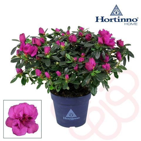 Rhododendron HORTINNO LADY VIOLET