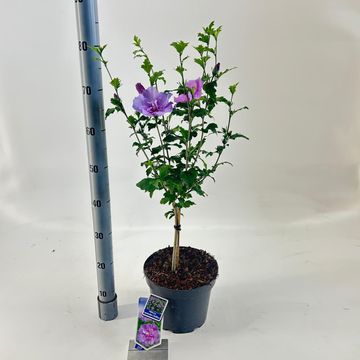 Hibiscus syriacus LAVENDER CHIFFON