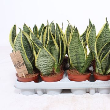 Sansevieria trifasciata 'Futura Superba'