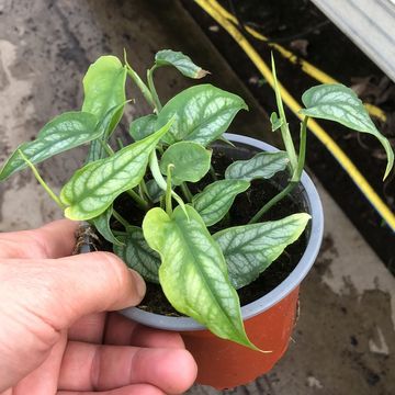 Monstera siltepecana