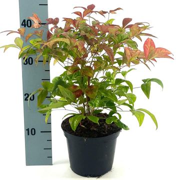 Nandina domestica BLUSH PINK