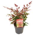 Nandina domestica OBSESSED