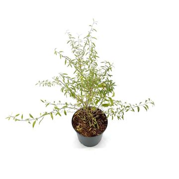 Lycium barbarum LITTLE GOJI