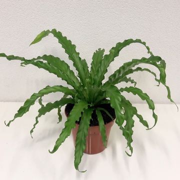 Asplenium antiquum 'Osaka'
