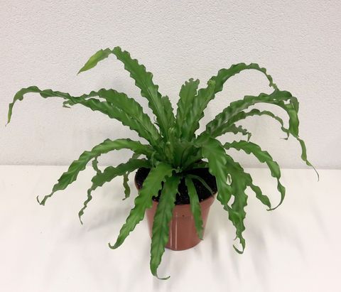 Asplenium antiquum 'Osaka'