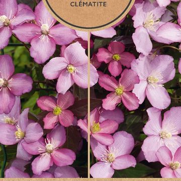 Clematis montana 'Fincent'