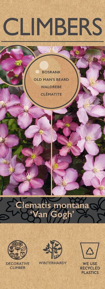 Clematis montana 'Fincent'