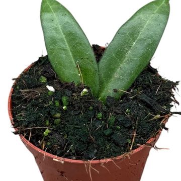 Hoya hypolasia