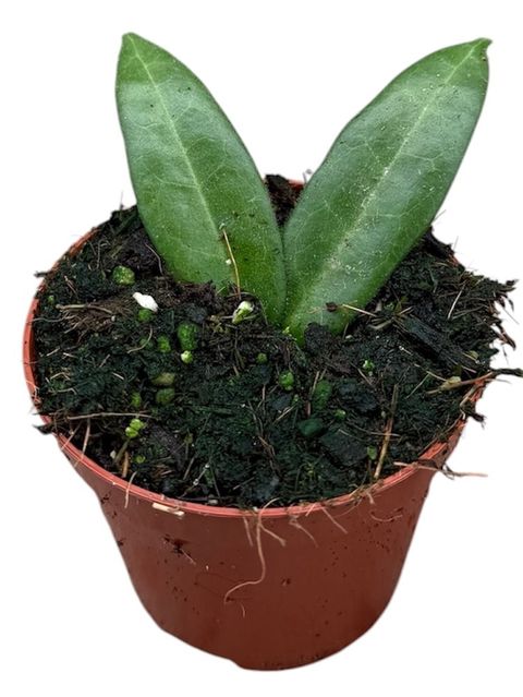 Hoya hypolasia