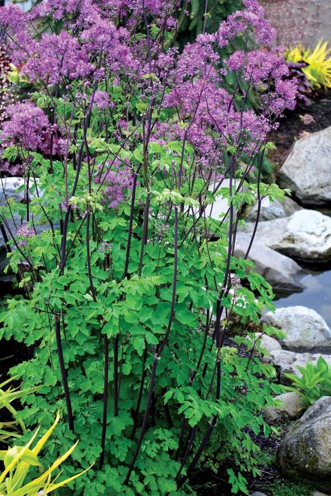 Thalictrum 'Black Stockings'