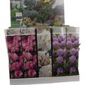 Rhododendron MIX