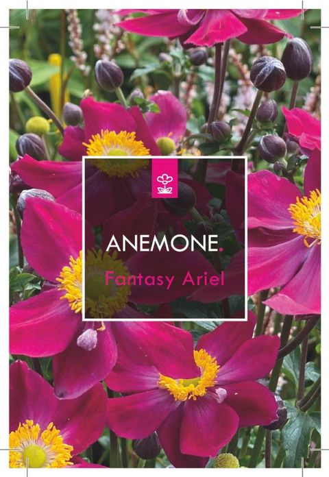Anemone hupehensis FANTASY ARIEL