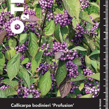 Callicarpa bodinieri 'Profusion'