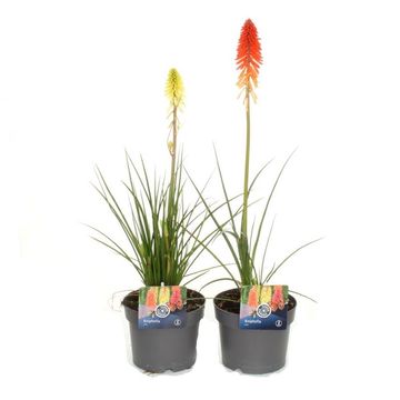 Kniphofia POCO MIX