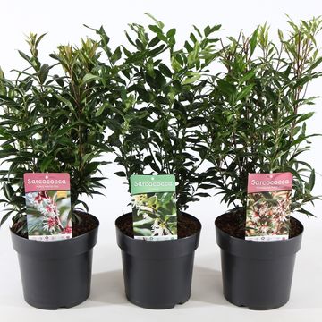 Sarcococca MIX