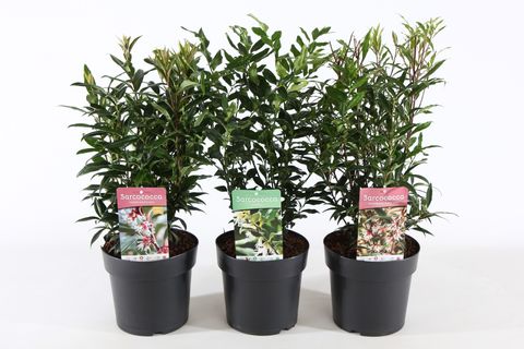 Sarcococca MIX