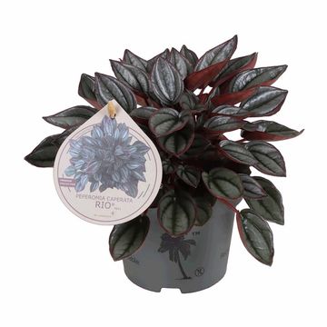 Peperomia caperata 'Rio'