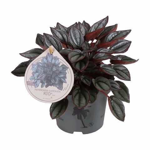 Peperomia caperata 'Rio'