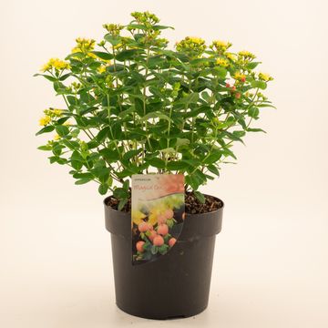 Hypericum x inodorum MAGICAL GRACE