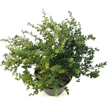 Berberis darwinii 'Compacta'