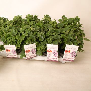 Pelargonium 'Orange Fizz'