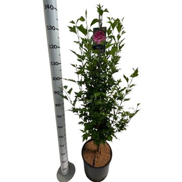 Hibiscus syriacus FLOWER TOWER RUBY