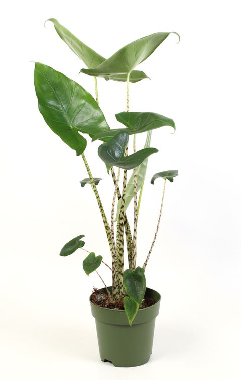 Alocasia zebrina