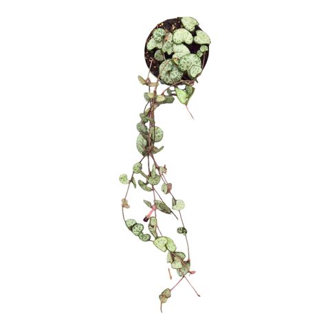 Ceropegia woodii 'Variegata'