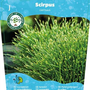 Isolepis cernua