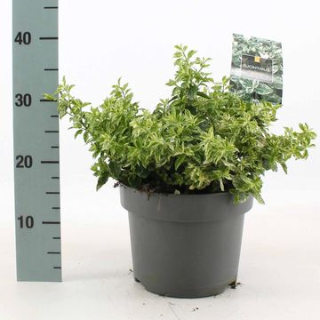 Euonymus fortunei 'Harlequin'