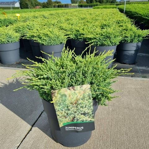 Juniperus squamata 'Holger'