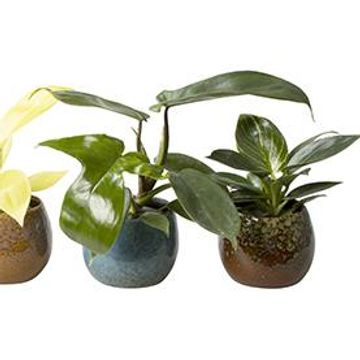 Філодендрон MIX