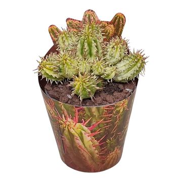 Euphorbia aggregata variegata