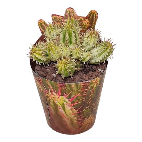 Euphorbia aggregata variegata