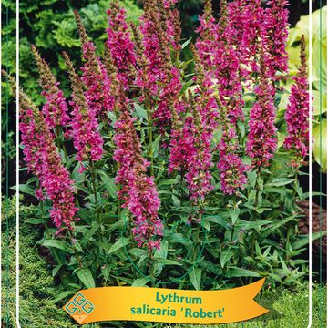 Lythrum salicaria 'Robert'
