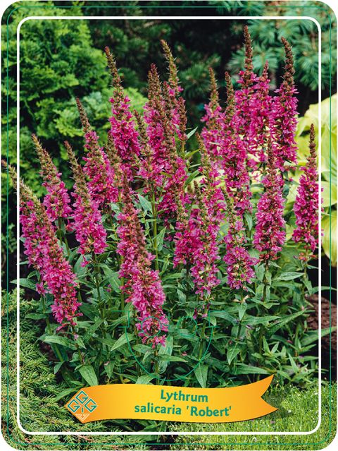 Lythrum salicaria 'Robert'