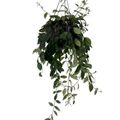 Aeschynanthus lobbianus 'Variegatus'