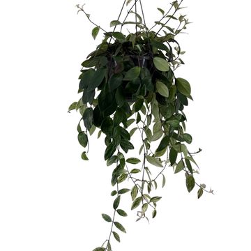 Aeschynanthus lobbianus 'Variegatus'