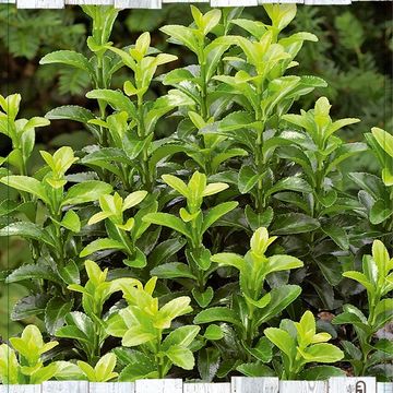 Euonymus japonicus 'Green Spire'