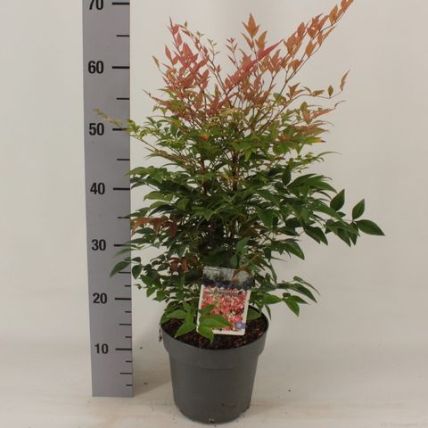 Nandina domestica 'Gulf Stream'