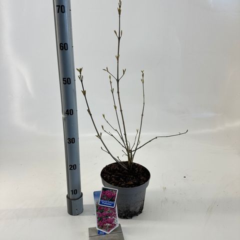 Callicarpa bodinieri 'Profusion'