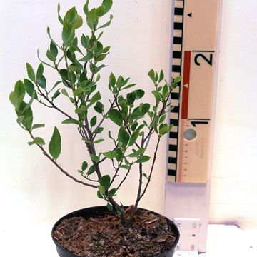 Rhamnus alaternus